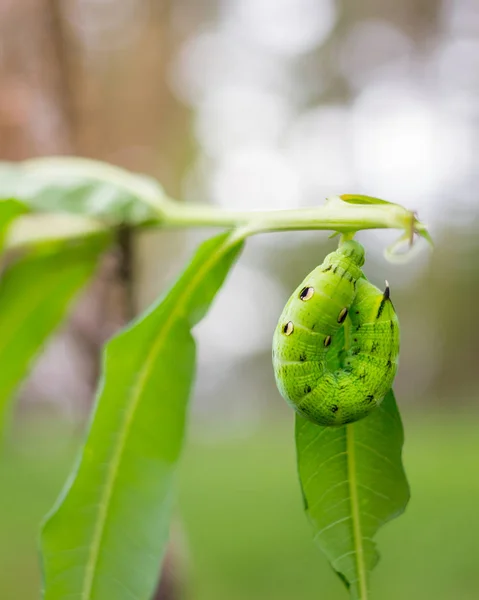 Εικόνα του Daphnis Hawk Moth Caterpillar nerii, τη Ζωολογία στα φύλλα εντόμων — Φωτογραφία Αρχείου
