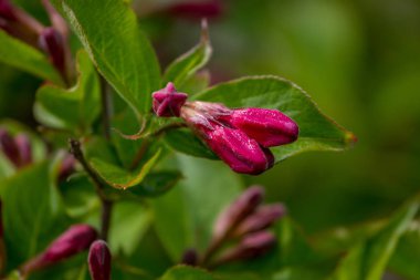 Botanik Park Weigela Bud florida kırmızı çiçek. Arka plan bulanık