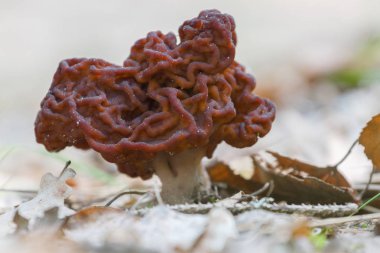 Zehirli bir Gyromitra Esculenta mantar.