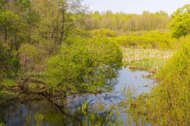 Yaz manzara orman ve mavi gökyüzü yakınındaki çayırda marsh ile.