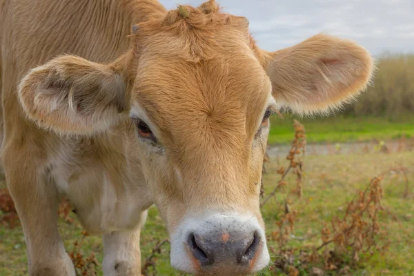 Calf face .Young cow portrait