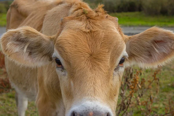 Viso di vitello, attenzione selettiva — Foto Stock