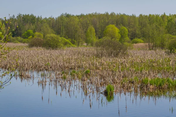 Paisaje de verano con pantano en el prado cerca de bosque y cielo azul . — Foto de Stock