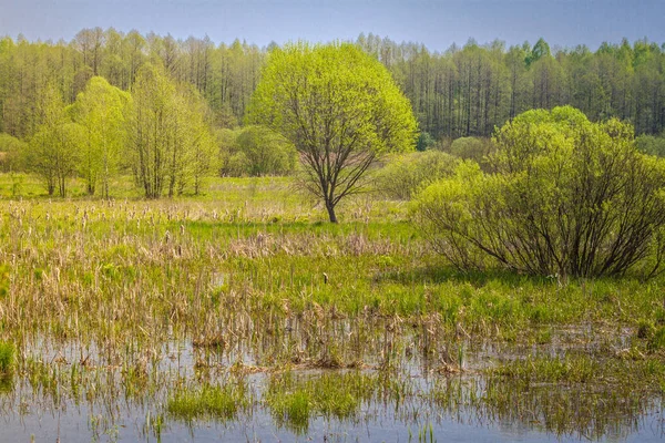 Paisaje de verano con pantano en el prado cerca de bosque y cielo azul . — Foto de Stock