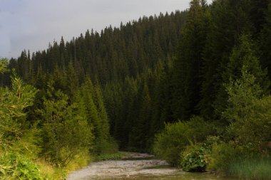 Ukrayna Karpatlar Ladin ormanda. Sürdürülebilir açık ekosistem
