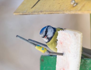 Yağ yemek kışın besleme kuş Avrasya Mavi baştankara