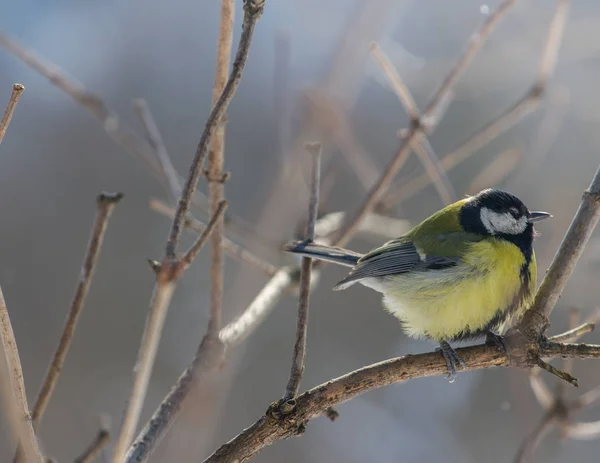 The great tit sitting on tree branch. — Stock Photo, Image