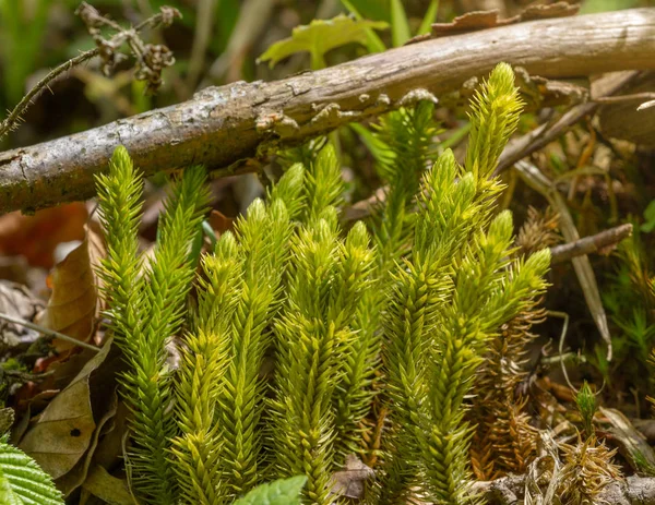 Ground pines Lycopodium Selago planta rara de la Lista Roja de Ucrania, Cárpatos de montaña, Ucrania. Huperzia selago — Foto de Stock