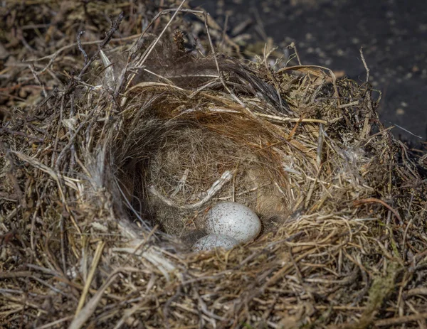 Wild bird nest with two eggs
