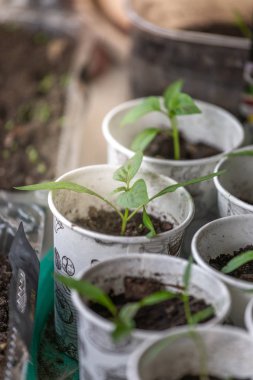 Bahar fidan. Genç vuruyor. Fidan plastik bardak