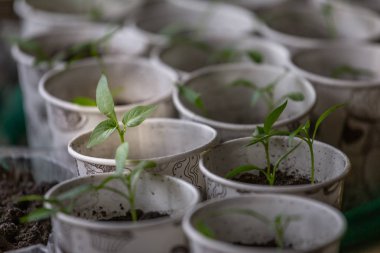 Bahar fidan. Genç vuruyor. Fidan plastik bardak