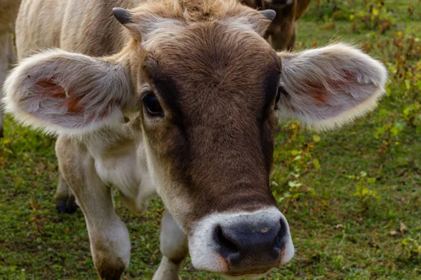 Vaca joven en el campo en Ucrania. Pastoreo agrícola . — Foto de Stock