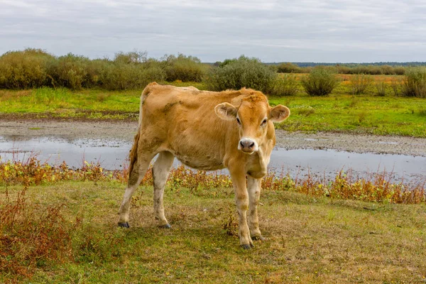 Mladá kráva na oblasti na Ukrajině. Farma pastviny. — Stock fotografie