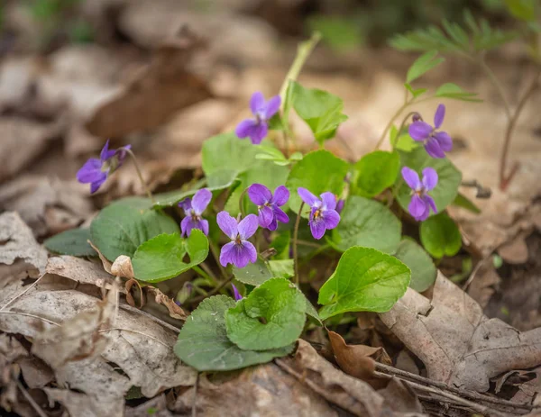 Flor de primavera en el bosque, principios de primavera. Herbácea planta perenne - Viola odorata violeta madera, violeta dulce, violeta Inglés, violeta jardín — Foto de Stock