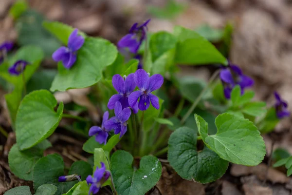 Flor de primavera en el bosque, principios de primavera. Herbácea planta perenne - Viola odorata violeta madera, violeta dulce, violeta Inglés, violeta jardín — Foto de Stock