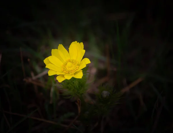 Ojo de faisán amarillo o Adonis vernalis es una hermosa flor silvestre —  Fotos de Stock