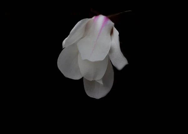 Beyaz Manolya çiçek yakın çekim. Karanlık bir arka plan üzerinde beyaz Manolya — Stok fotoğraf