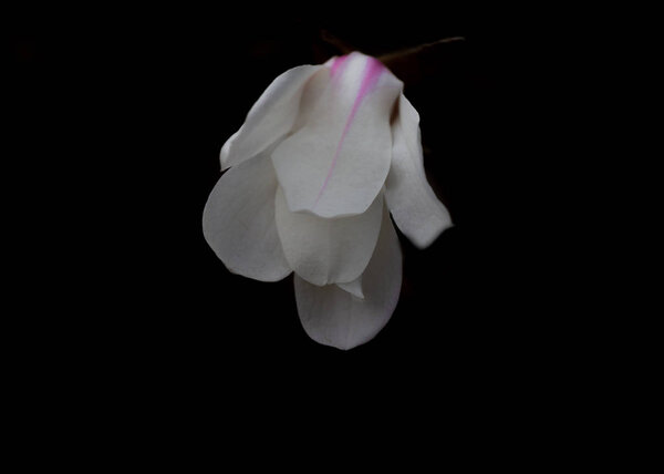 White magnolia flower close-up. White magnolia on black background. Spring flower in botanical garden