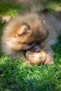 Küçük tüylü köpek sevimli çimenlerin üzerinde yürüyüş Pomeranian köpek yavrusu