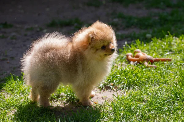 Pomeranian valp gå på gräset söt lite fluffig hund — Stockfoto