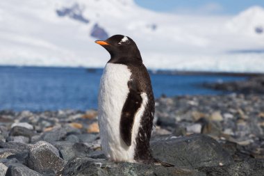 Taş sahilinde yalnız bir Gentoo Antarktika pengueni