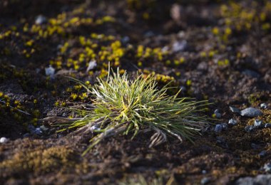 Deschampsia Antarktika 'nın makrofotografı, Antarktika' ya özgü iki bitkiden biri olan Antarktika saç çimeni.