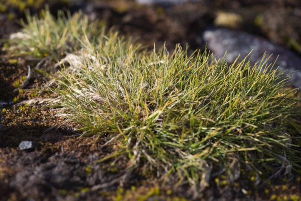 Macrofoto di Deschampsia antarctica, l'erba pilifera antartica, una delle due piante da fiore originarie dell'Antartide — Foto Stock
