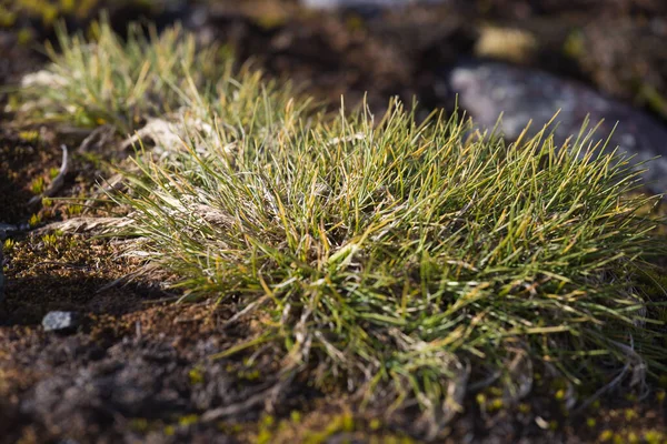 Macrophoto de Deschampsia antarctica, l'herbe à cheveux antarctique, l'une des deux plantes à fleurs indigènes de l'Antarctique — Photo