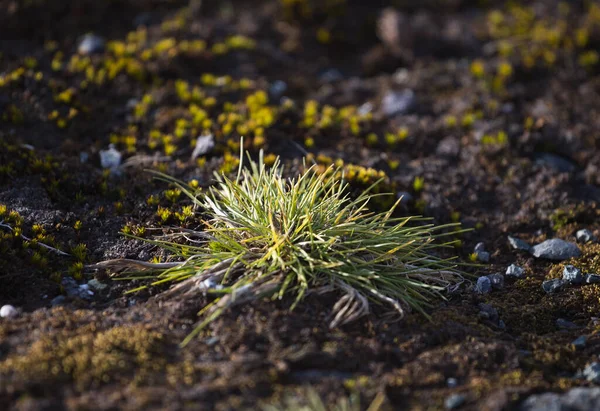 Macrofoto di Deschampsia antarctica, l'erba pilifera antartica, una delle due piante da fiore originarie dell'Antartide — Foto Stock