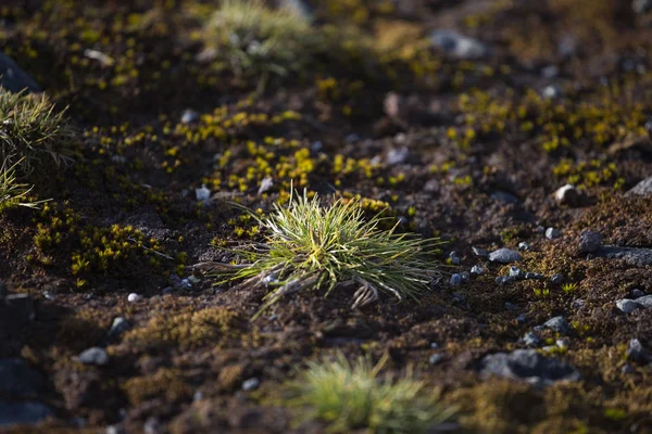 Macrofoto di Deschampsia antarctica, l'erba pilifera antartica, una delle due piante da fiore originarie dell'Antartide — Foto Stock