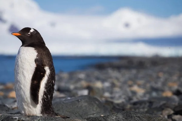 One Gentoo Antarctica lonely penguin on the stone coast — Stock Photo, Image