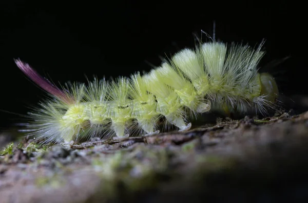 Calliteara pudibunda, neboli bledá tussock. Makro foto žluté housenky s červeným ocasem lezení na kůře buku. — Stock fotografie