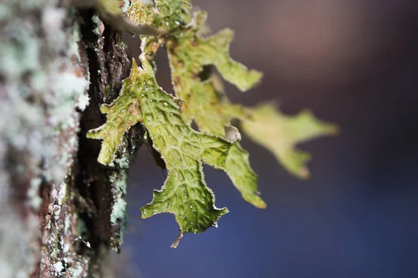 Lobaria pulmonaria, o líquenes raros de lombriz de roble en el bosque primario de hayas que crecen en los árboles viejos de corteza — Foto de Stock