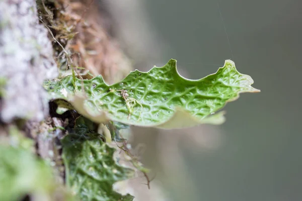 Lobaria pulmonaria, nebo dub lungwort vzácné lišejníky v primárním bukovém lese, který roste na kůře staré stromy — Stock fotografie