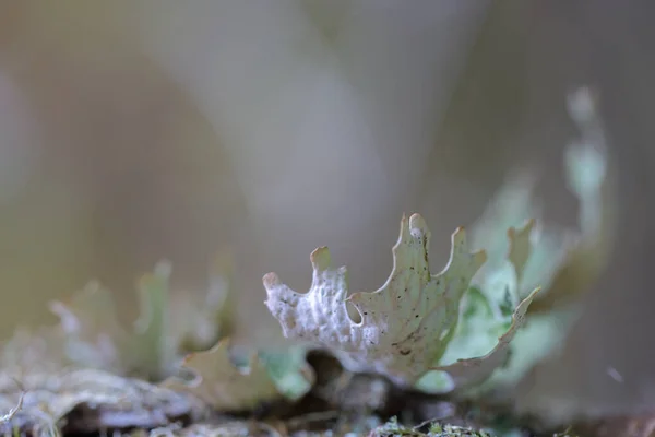 Lobaria pulmonaria, o líquenes raros de lombriz de roble en el bosque primario de hayas que crecen en los árboles viejos de corteza — Foto de Stock