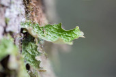 Lobaria pulmonaria, nebo dub lungwort vzácné lišejníky v primárním bukovém lese, který roste na kůře staré stromy