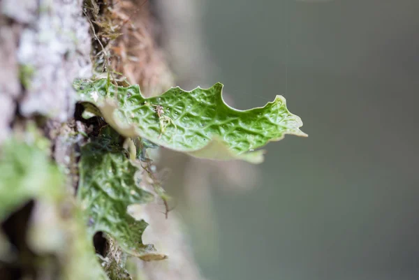 Lobaria pulmonaria, nebo dub lungwort vzácné lišejníky v primárním bukovém lese, který roste na kůře staré stromy — Stock fotografie