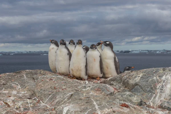 Polar gentoo penguins, Antarctica. Chick group on the stone — Stock Photo, Image