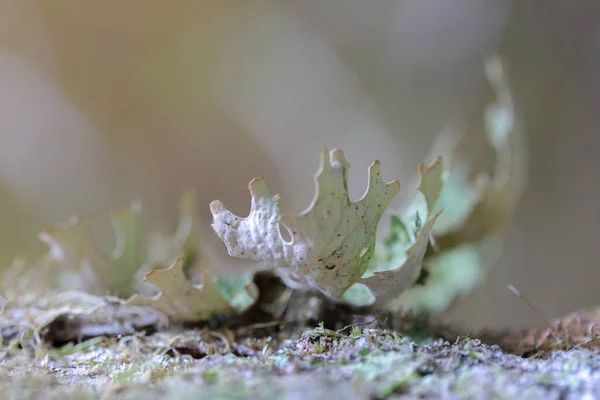 Lobaria pulmonaria, o líquenes raros de lombriz de roble en el bosque primario de hayas que crecen en los árboles viejos de corteza — Foto de Stock