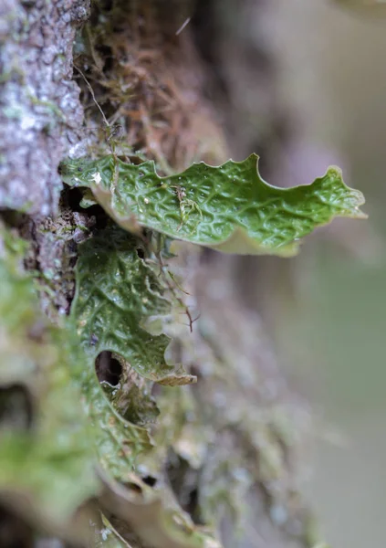 Lobaria pulmonaria, ή βελανιδιάς lungwort σπάνιες λειχήνες στο πρωτογενές δάσος οξιάς που αναπτύσσεται στο φλοιό παλιά δέντρα — Φωτογραφία Αρχείου