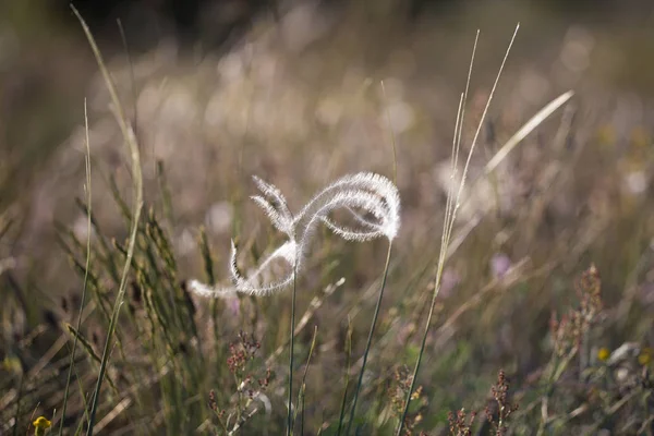 En pinne Stipa capillata sällsynta växt som kallas fjäder, nål, spjut gräs på stäppen. Makrofoto. Kappadokien, Turkiet — Stockfoto