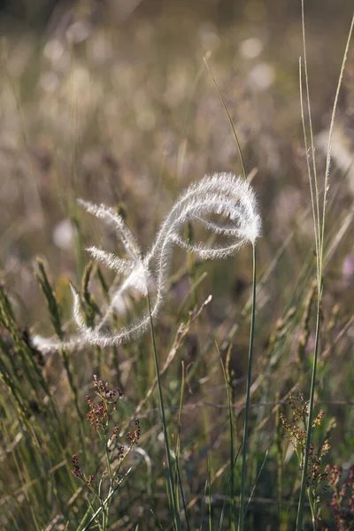 En pinne Stipa capillata sällsynta växt som kallas fjäder, nål, spjut gräs på stäppen. Makrofoto. Kappadokien, Turkiet — Stockfoto