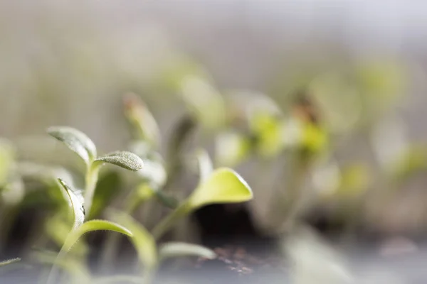 Plant sprouting. Seedling on black soil. Just growing fresh green salad — Stock Photo, Image
