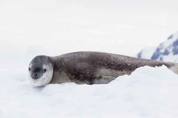 The seal leopard Antarctica, seal portrait on the ice — Stok fotoğraf