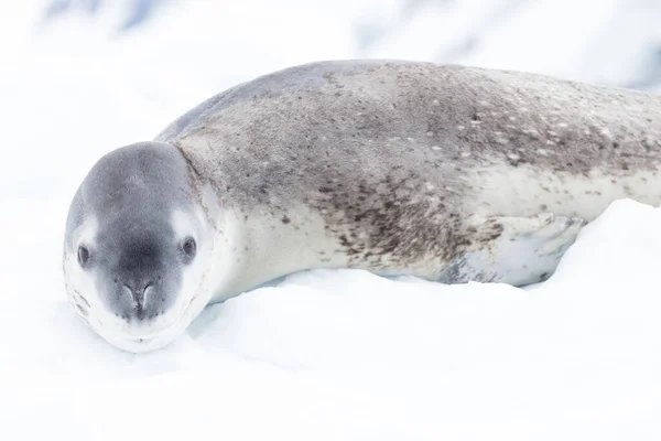 The seal leopard Antarctica, seal portrait on the ice — Stok fotoğraf