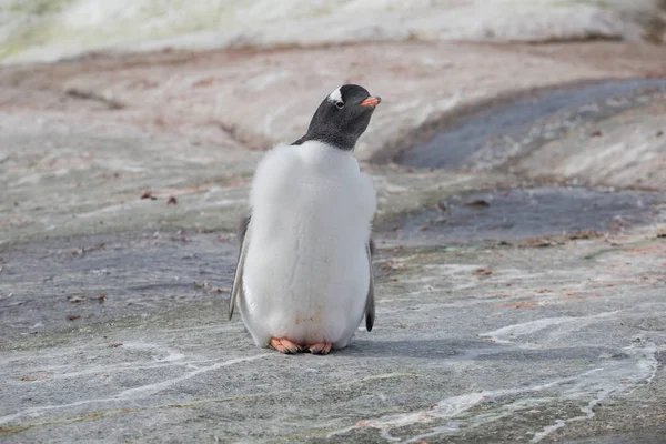 Gentoo baby penguin, Argentine Islands antarctic region — Stock Photo, Image