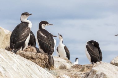 The imperial shag Leucocarbo atriceps also known as blue-eyed shag, blue-eyed cormorant sitting on the stone. Argentine islands, Antarctic Peninsula, Antarctica