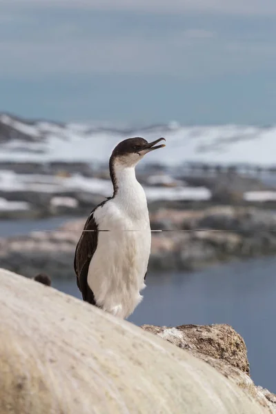 The imperial shag Leucocarbo atriceps also known as blue-eyed shag, blue-eyed cormorant sitting on the stone. Argentine islands, Antarctic Peninsula, Antarctica — Stock Photo, Image