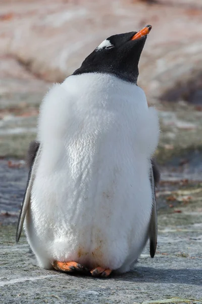 Um pinguim subantártico na praia de pedra. Península Antártica, Antártida — Fotografia de Stock