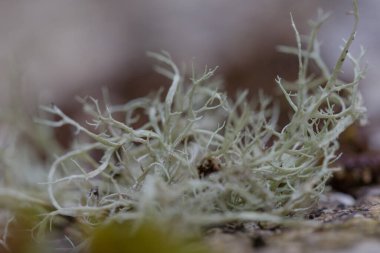 Usnea genellikle yaşlı adamın sakalı ya da sakallı liken olarak adlandırılır. Ukrayna Karpatları 'ndaki Karpat dağlarında makro fotoğraf. Sürdürülebilir temiz ekosistem. Karpatya yosunu